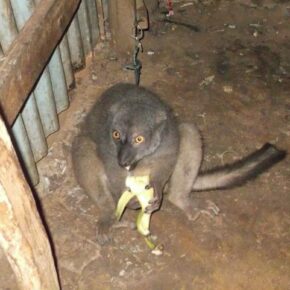 A captive "pet" lemur in Madagascar.