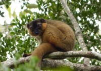 A collared brown lemur found in the forests where both Azafady and Sainte Luce Reserve work. Photo courtesy of Azafady.