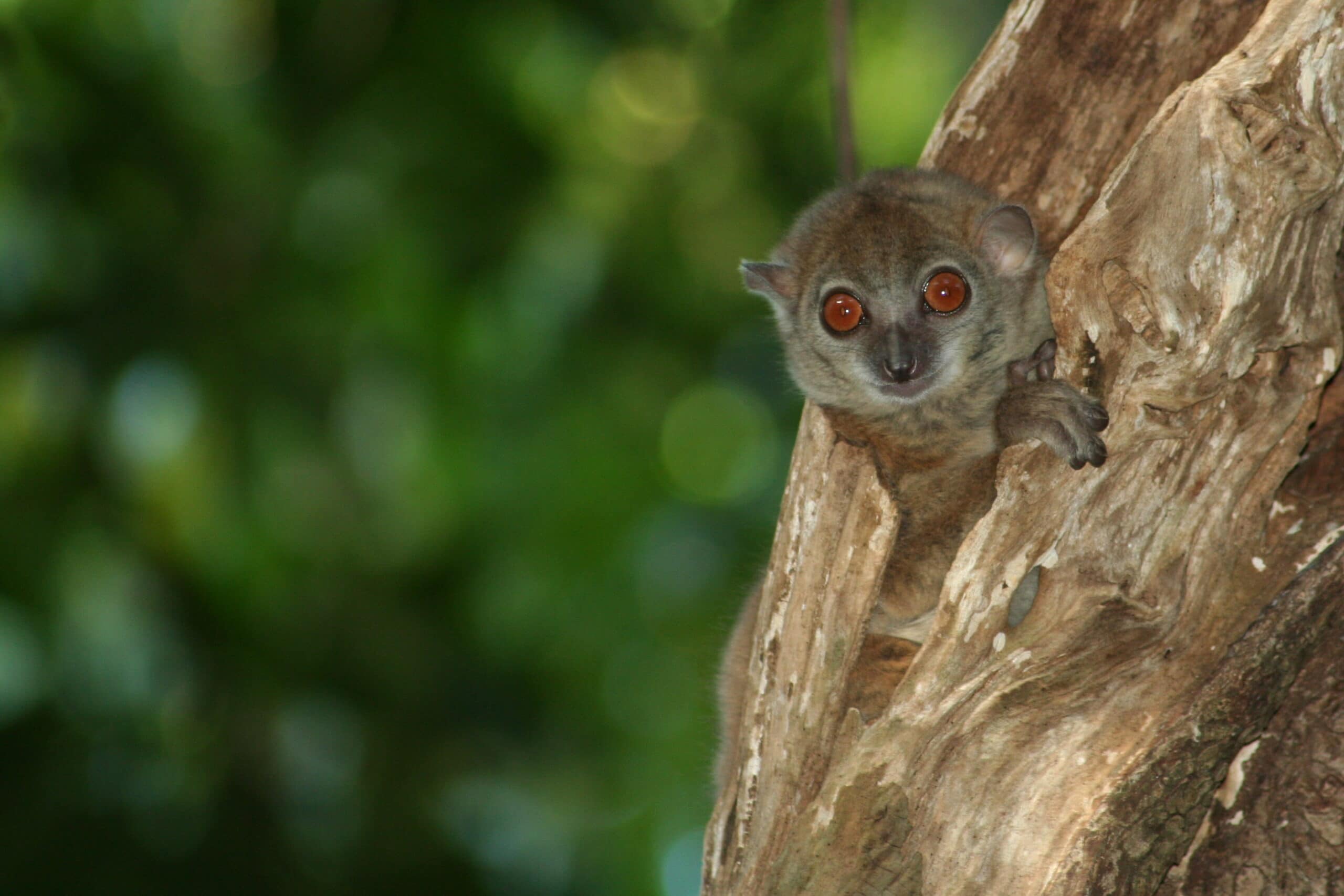 Melanie Seiler Sahamalaza sportive lemur – Lemur Conservation Network