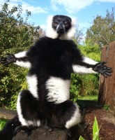 Aramis, the black and white ruffed lemur at Howletts Wild Animal Park