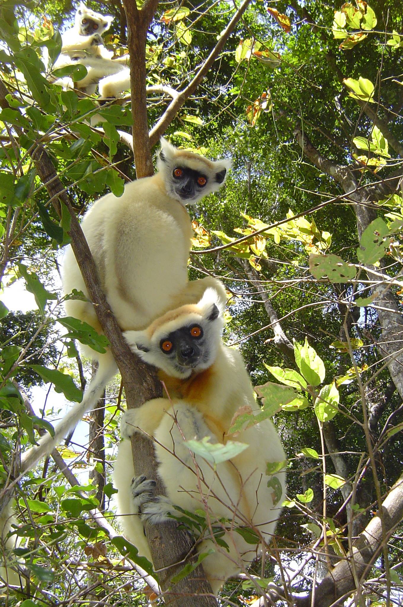 Conservation International – Lemur Conservation Network