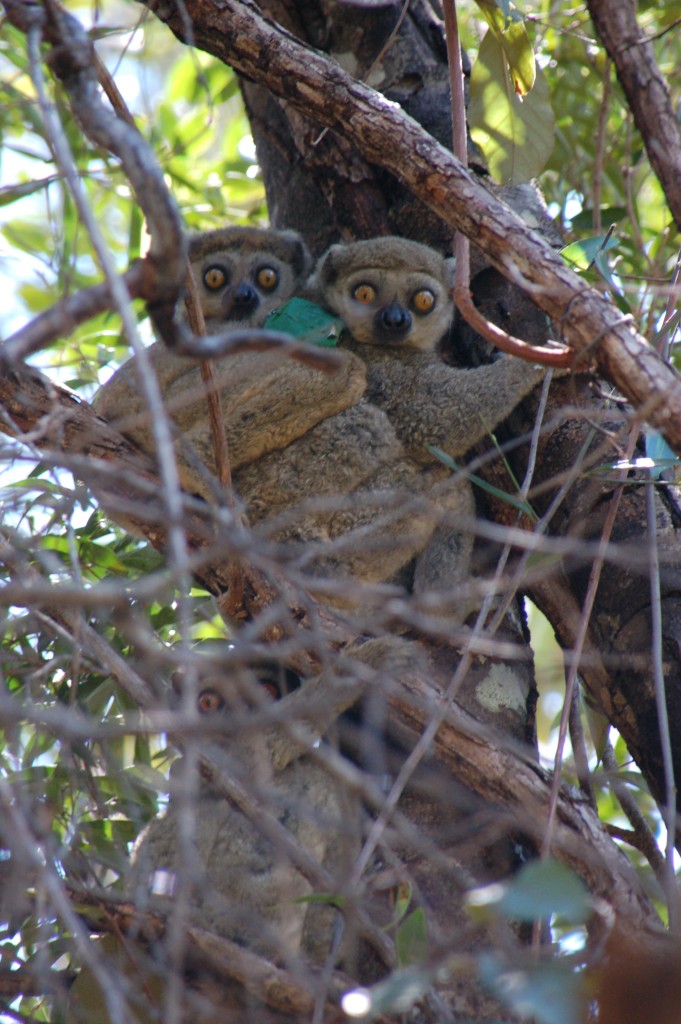 nocturnal lemurs Archives – Lemur Conservation Network