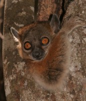 Lemur in Ranobe, Photo courtesy of Ho Avy