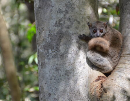 DSC_0225 A sportive lemur in Ankarafantsika National Park. Photo: Lynne Venart