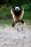 Coquerels sifaka jumping. Photo by Travis Steffens.