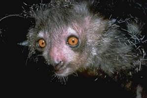 The aye-aye that inspired Lemurian Shunts. Photo by David Haring: http://dharing.zenfolio.com/