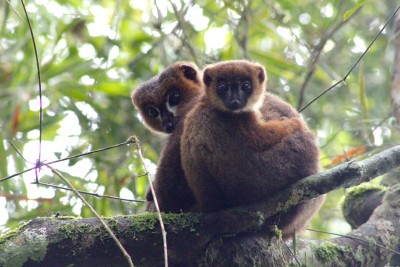 Adult male red-bellied lemur Atody with infant Ovy, showing off an example of allomaternal care. Photo by Pierre Lahitsara, as part of a face recognition project.