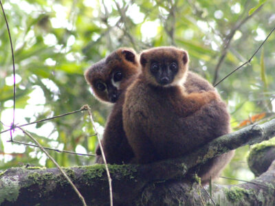 Adult male red-bellied lemur Atody with infant Ovy, showing off an example of allomaternal care. Photo by Pierre Lahitsara, as part of a face recognition project.