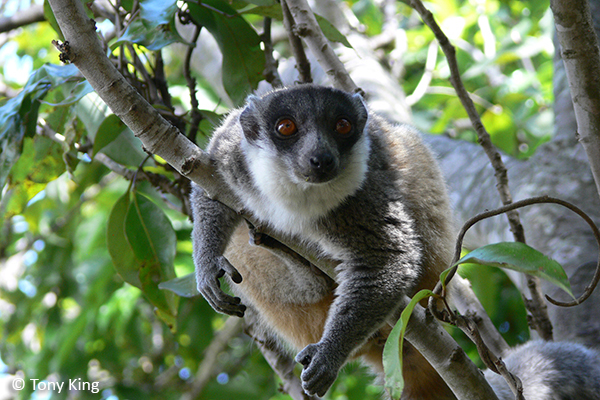 w640_655066_15a084015mongooselemur_credittonyking72dpi