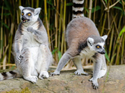 Ring-tailed lemurs at Zoo Duisburg. Photo: Mathias Appel.