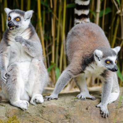 Ring-tailed lemurs at Zoo Duisburg. Photo: Mathias Appel.
