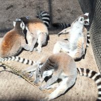 The lemurs at the Dade City Wildlife Ranch.