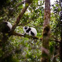 Black and white ruffed lemurs in Ranomafana National Park. Photo by Lynne Venart.