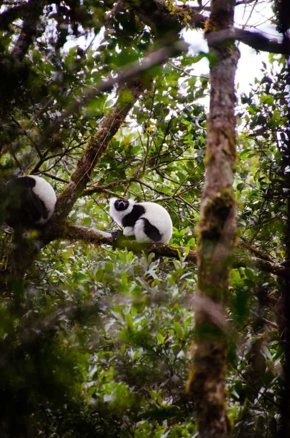 mada2016-ruffedlemur