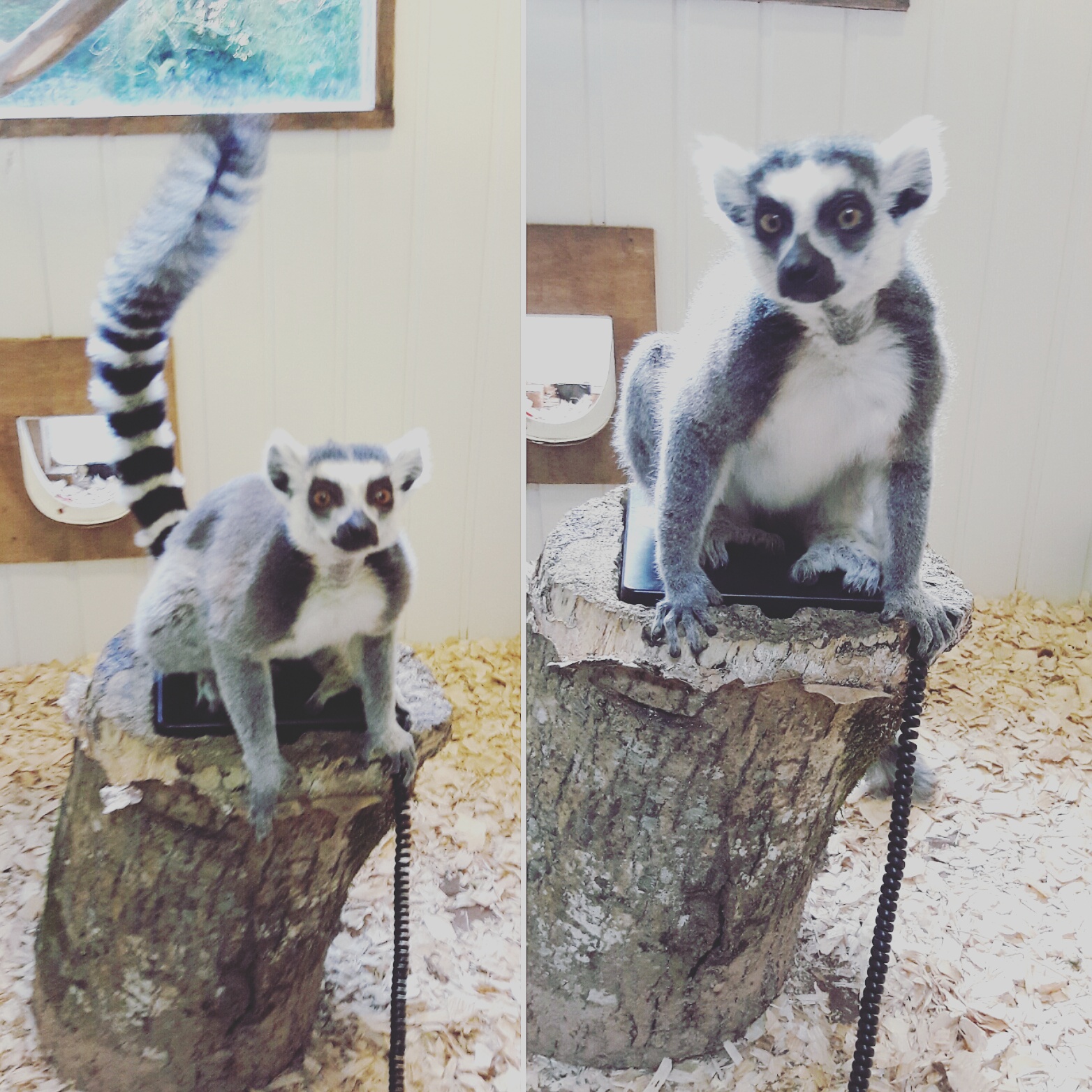 Why Love Lemurs? – Lemur Conservation Network