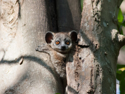 Sportive lemur in Berenty Reserve. Photo: Belinda Bertrand.