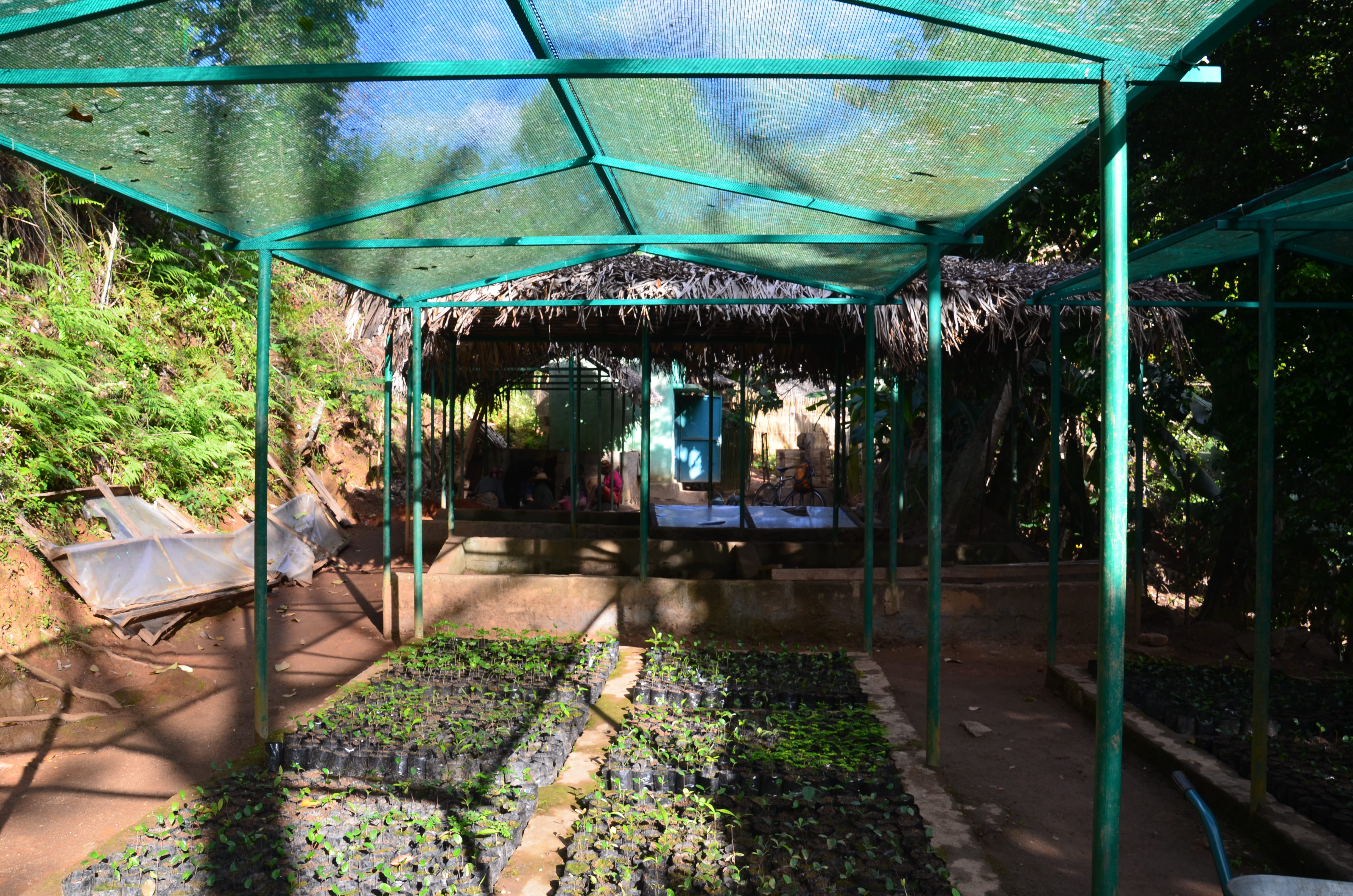 Nursery in Kianjavato