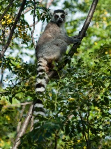 How are Lemurs and Madagascar Unique? – Lemur Conservation Network