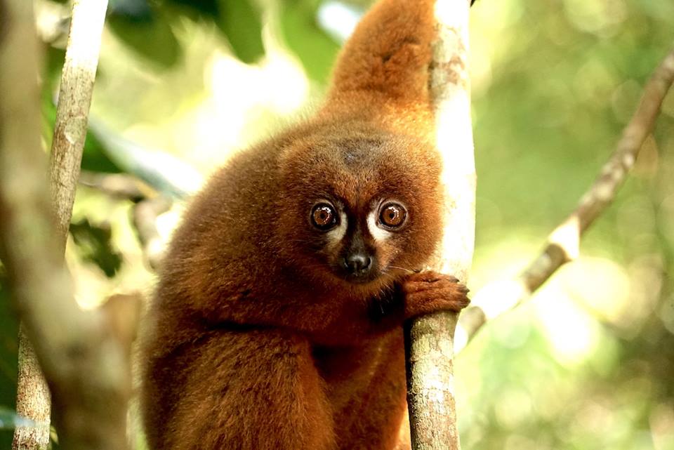 Eulemur rubriventer