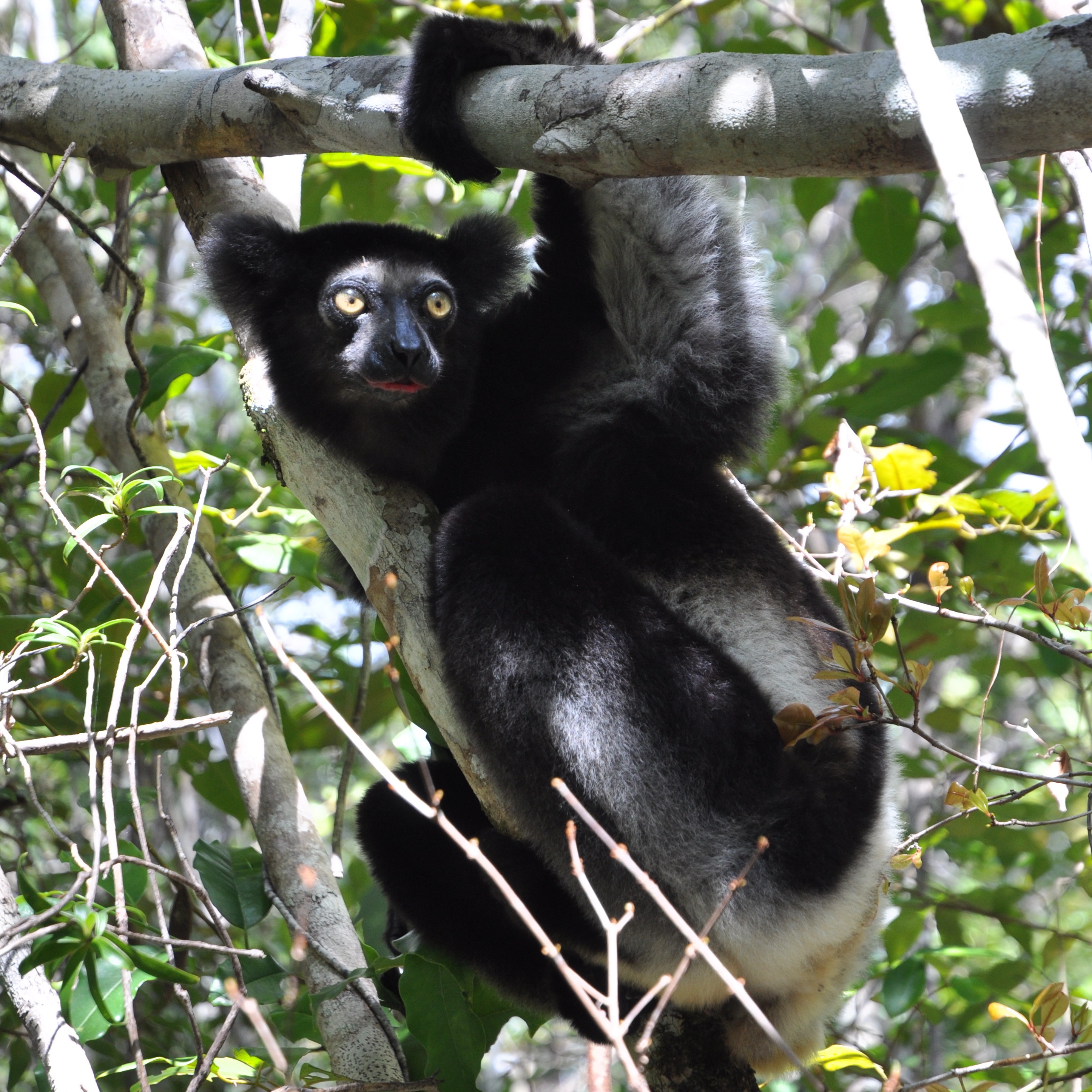 Indri from the Vohimana forest. Photo: Man and the Environment.