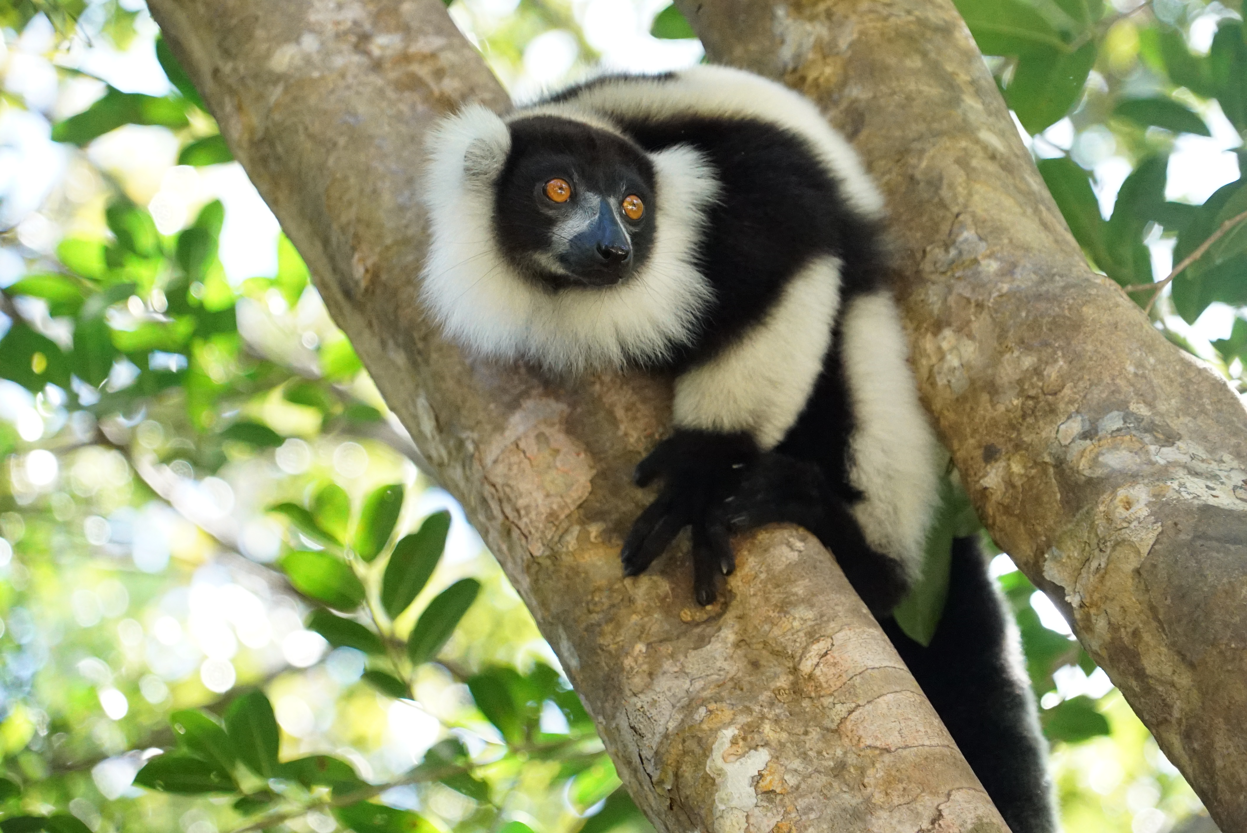 Varecia variegata at Vohimana Forest. Photo: Man and the Environment.