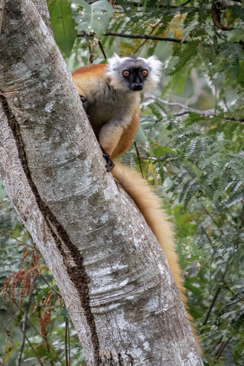 Black lemur in Ambohidravy. Photo: Man and the Environment.