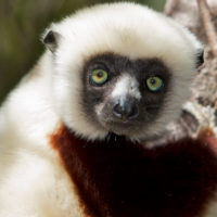 Lemur 2 Propithecus coquereli