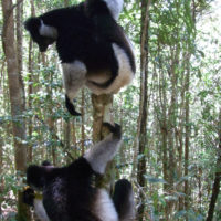 Indri are Andasibe's most iconic species, protected in the rainforests managed by Mitsinjo.