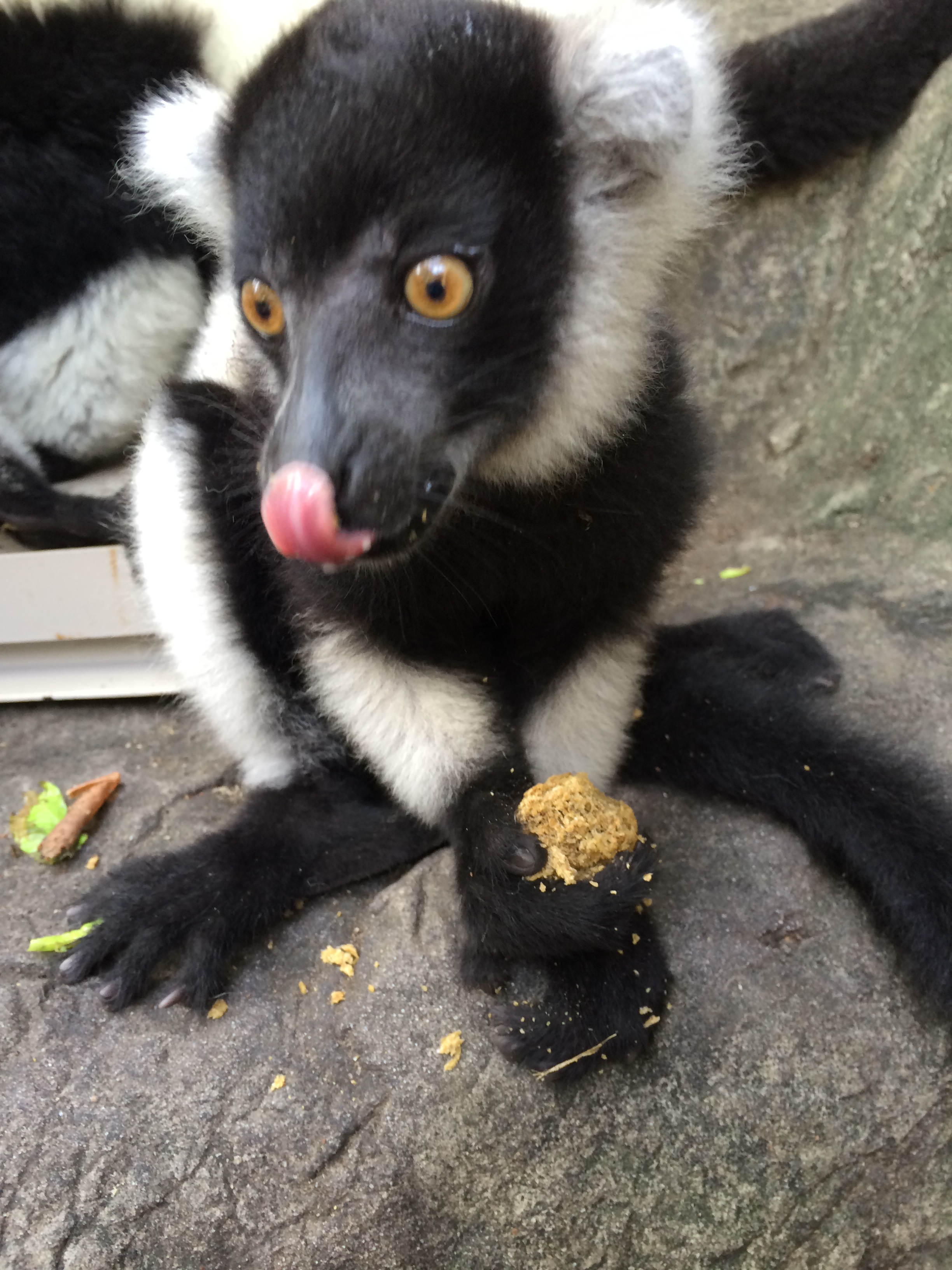 249 Lemur Conservation Network