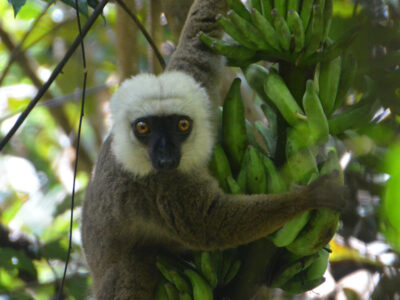 White-fronted brown lemur enjoying a snack in Marojejy