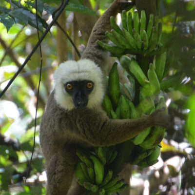 White-fronted brown lemur enjoying a snack in Marojejy