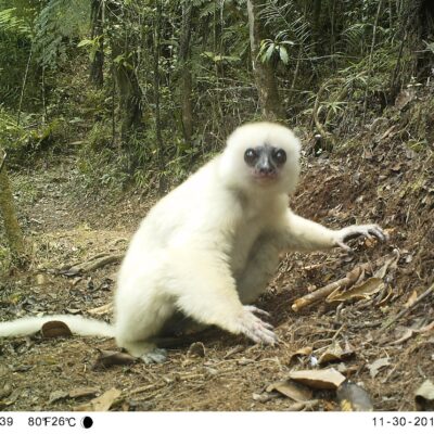 Silky sifaka photo captured by a camera trap courtesy of Lemur Conservation Foundation and Patrick Ross.
