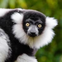 Black and white ruffed lemurs are pollinators. Photo: Mathias Appel.