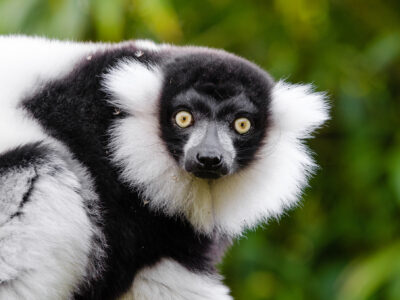 Black and white ruffed lemurs are pollinators. Photo: Mathias Appel.