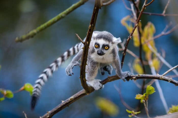 Ring-tailed lemur baby