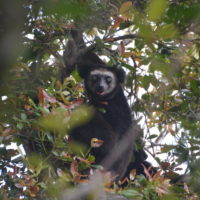 Indris in Anjanaharibe Sud Special Reserve. Photo: Lynne Venart