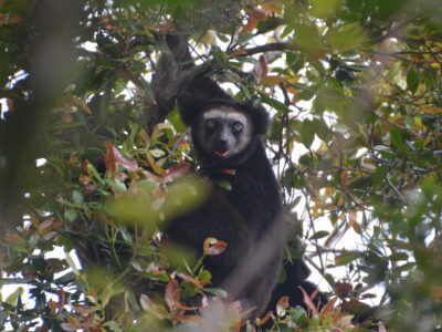 Indris in Anjanaharibe Sud Special Reserve. Photo: Lynne Venart