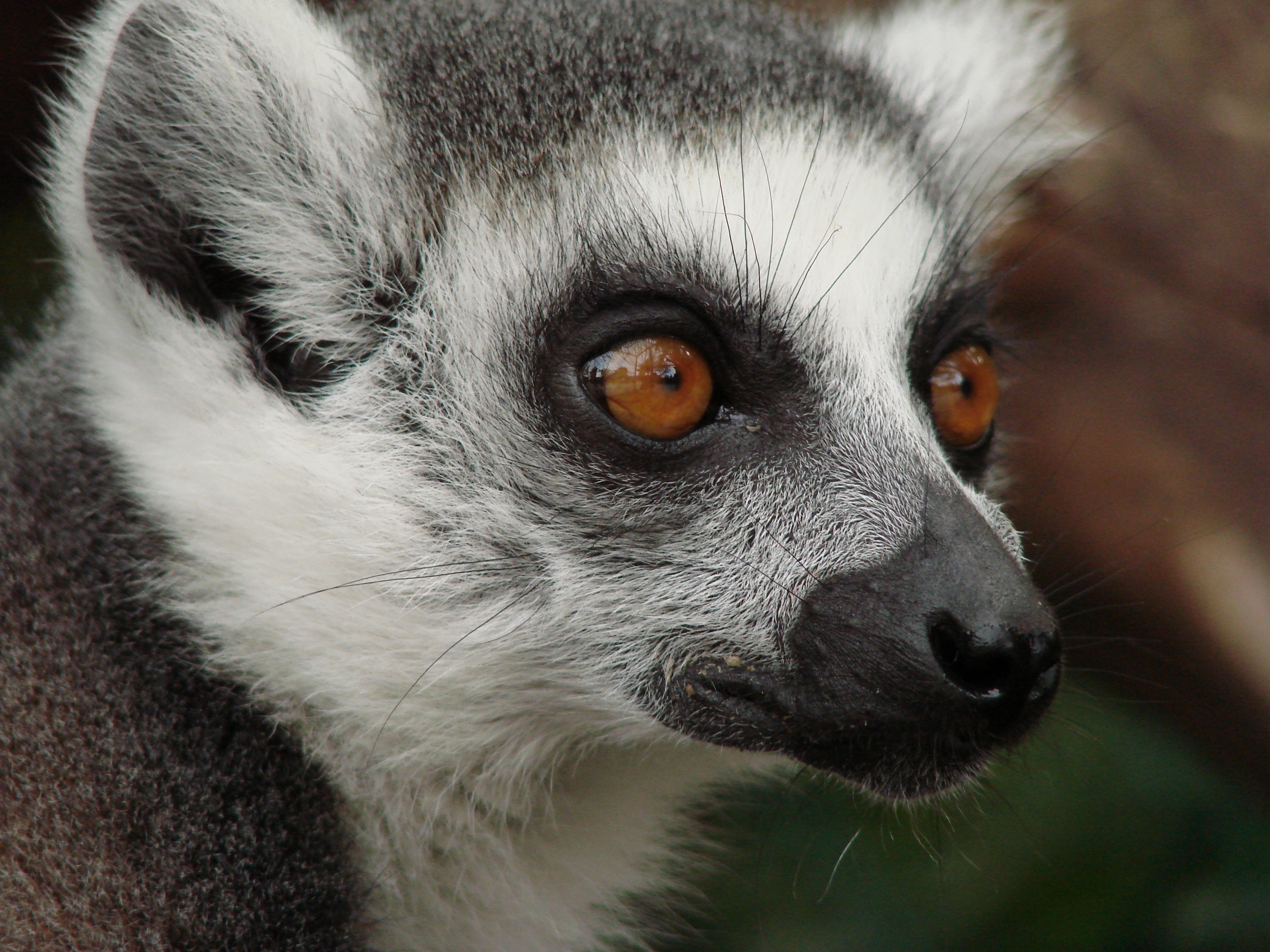 Top 10 Facts About Lemurs – Lemur Conservation Network