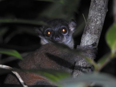 The critically endangered Madame Fleurette’s sportive lemur at Tsitongambarika Protected Area near Fort Dauphin. Photo: Marius Andriamorasata.