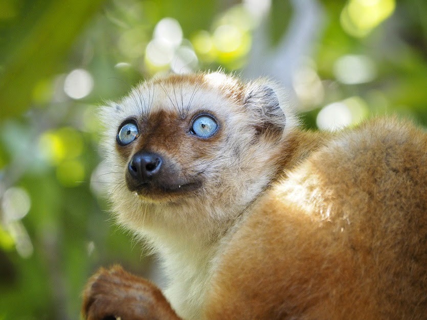 How Zoos Support Wildlife Conservation – Lemur Conservation Network