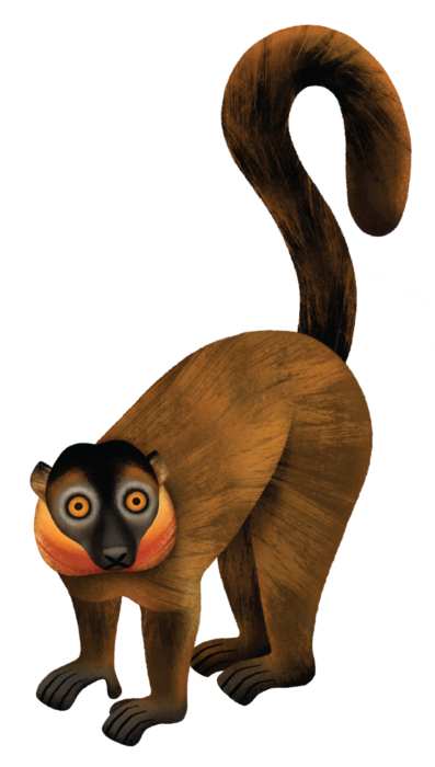Illustration of Collared Brown Lemur