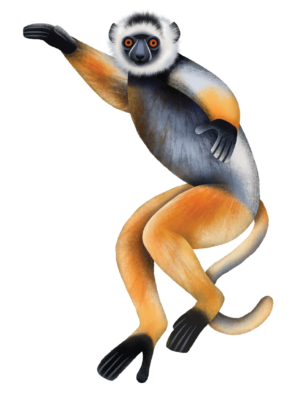 Illustration of a Diademed Sifaka 
