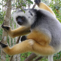 lemur species fact sheets