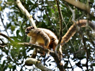 Eastern brown lemur. Photo: Cat Rayner.