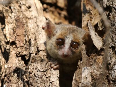 Grey mouse lemur. Photo: Cat Rayner.