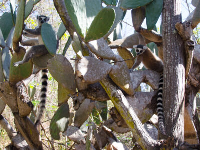 Ring-tailed Lemurs in Cacti