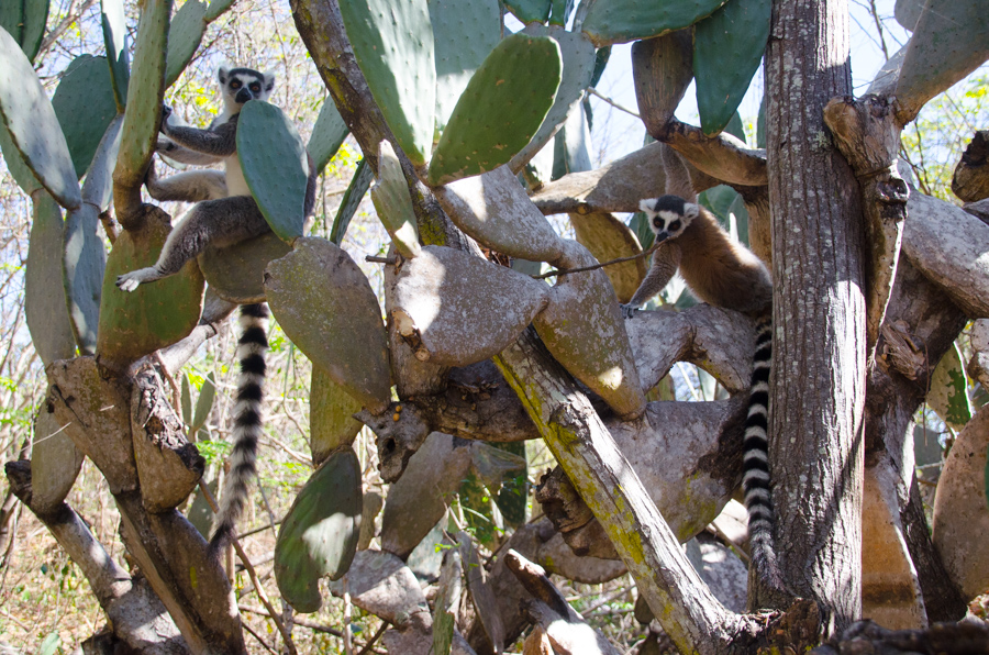 Ring-tailed Lemurs in Cacti