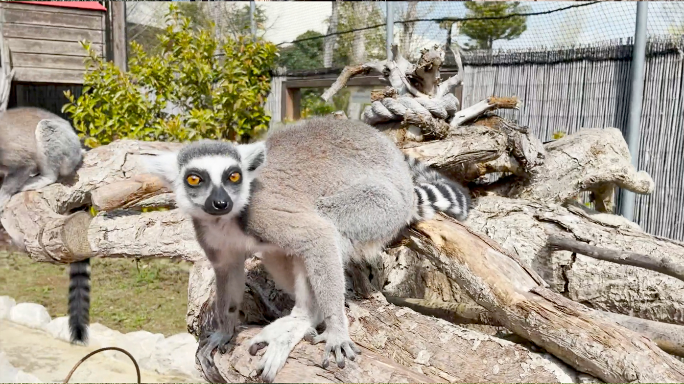 Lemur Species Archives Lemur Conservation Network