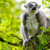 Ringtailed Lemur on tree branch