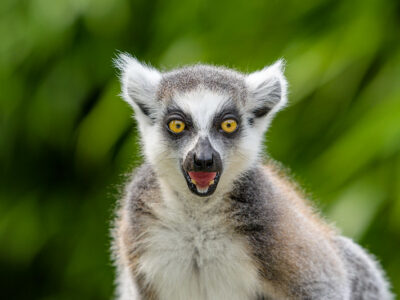 Ring-tailed lemur. Photo: Mathias Appel